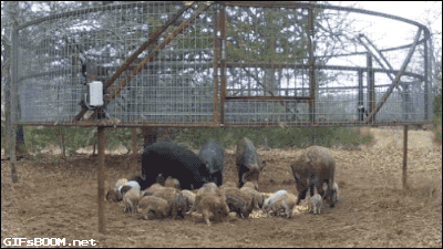1000000276.gif