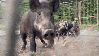 1000002137.gif