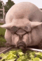 1000005574.gif