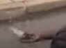 10732.png