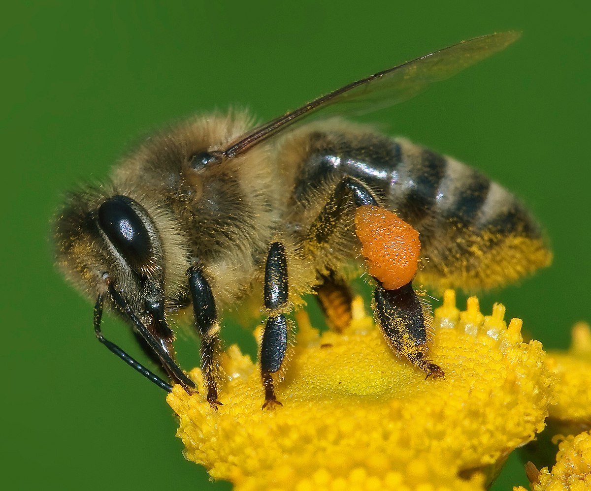 1200px-Apis_mellifera_Western_honey_bee.jpg