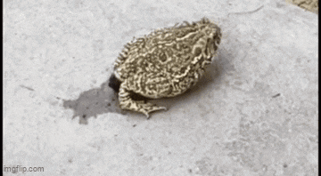 1732438643122o.gif