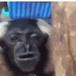 1732857705672i.gif