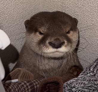 1737305819210.png