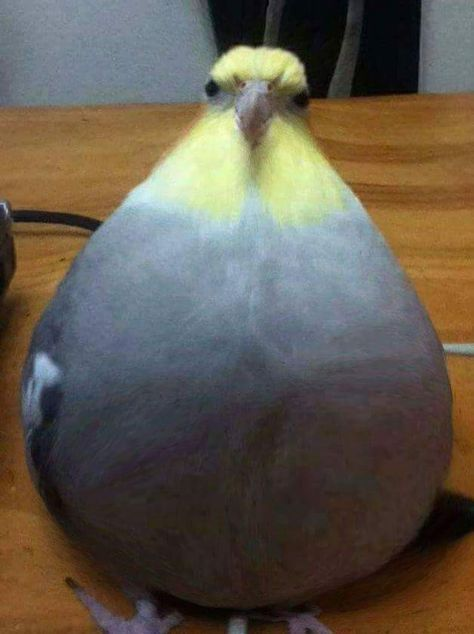 1737317270333.png