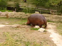 200w.gif