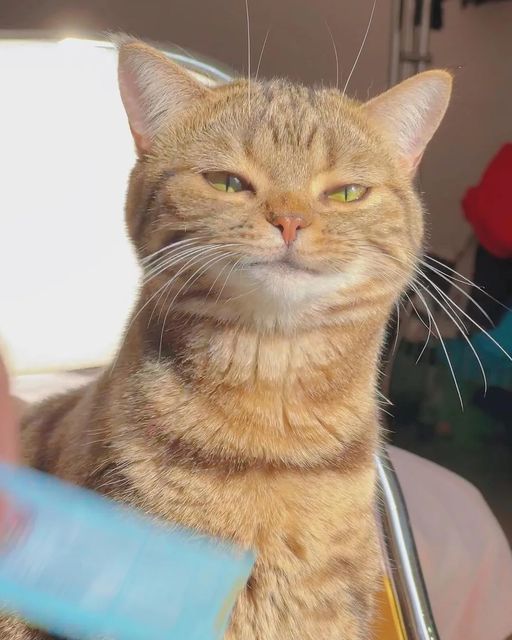 4cat 3.jpg