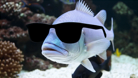 A_fish_with_202505260020.gif