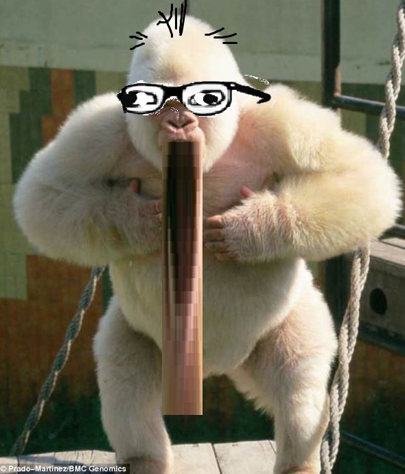 Albino gorilla soyak.jpg