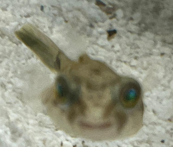 aryanfahakapuffer.png