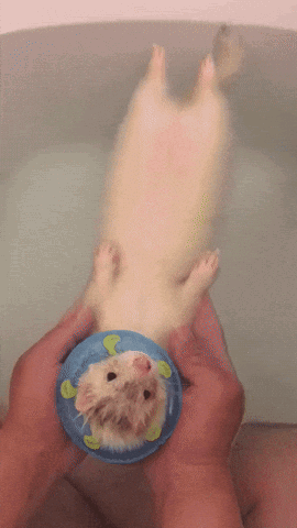 bathtime.gif