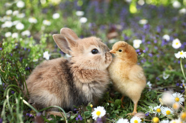 best-friends-bunny-rabbit-and-chick-are-kissing.jpg