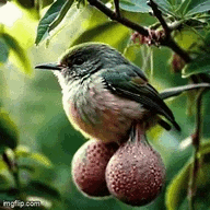 bird.gif
