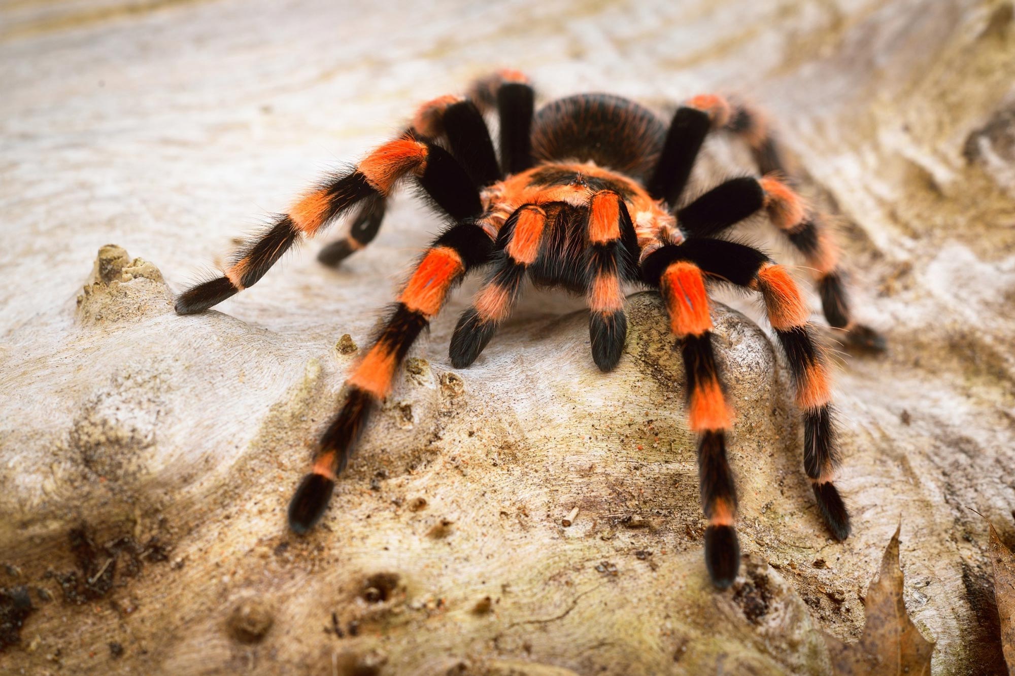 Birdeater-Tarantula-Spider-2421641423.jpg
