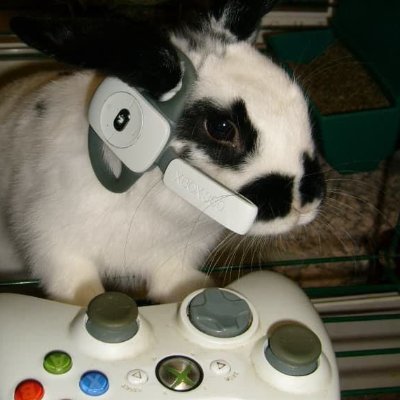 bunny.jpg