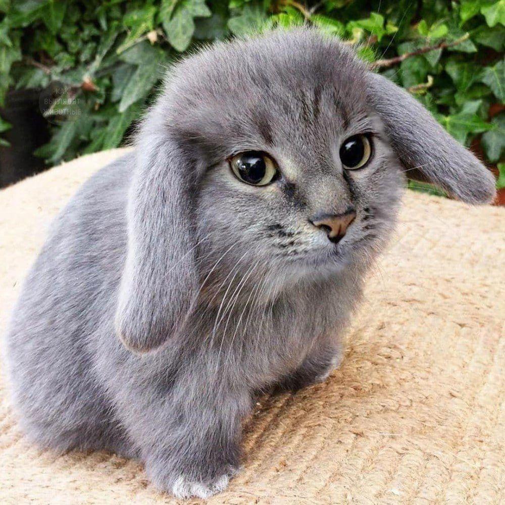 bunnycat.jpg