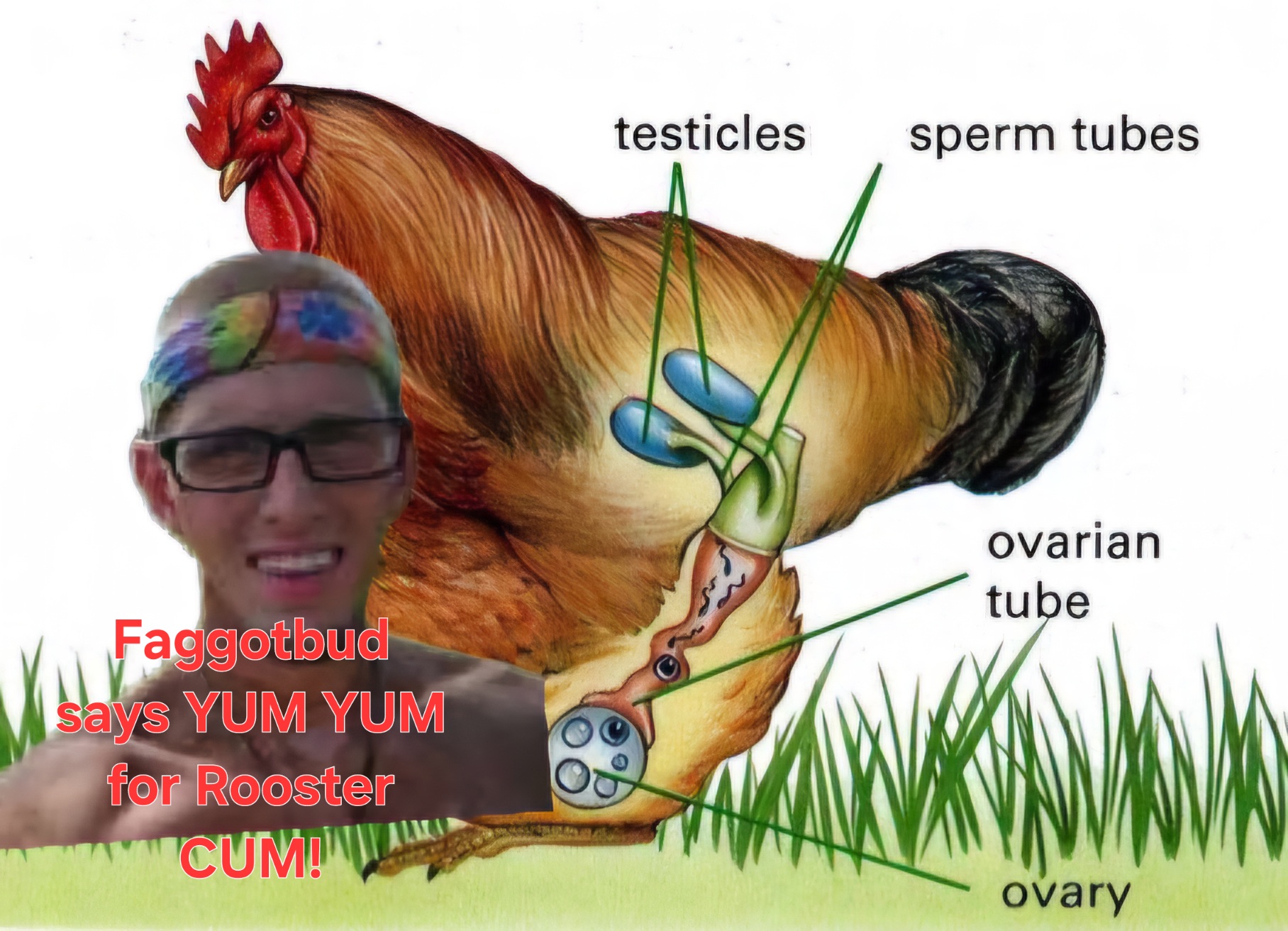chicken-mating.jpg