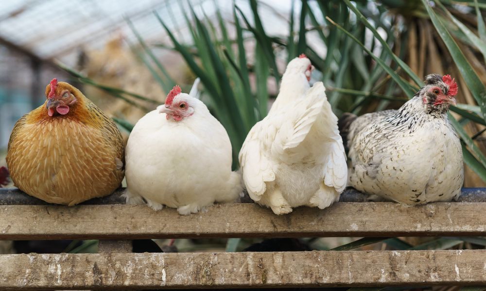 chickens-perched-min.jpg