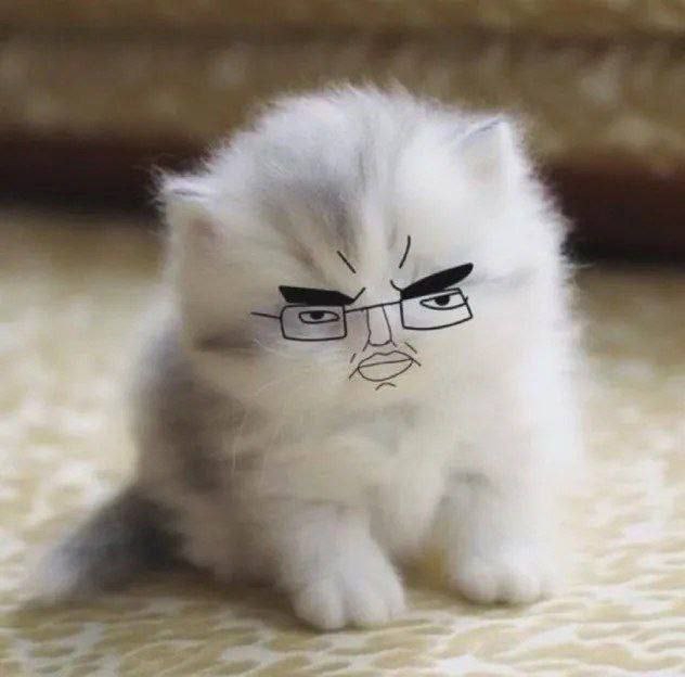 chud cat.jpg