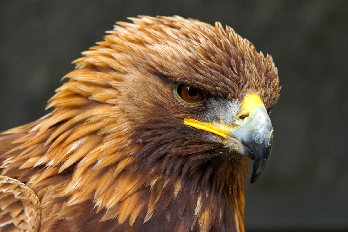 coug5.jpg
