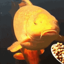 D287C936-68F7-4A2E-9E86-E7B4C28283C0.gif