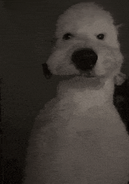 dog blank stare.gif