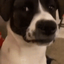 dog scared.gif