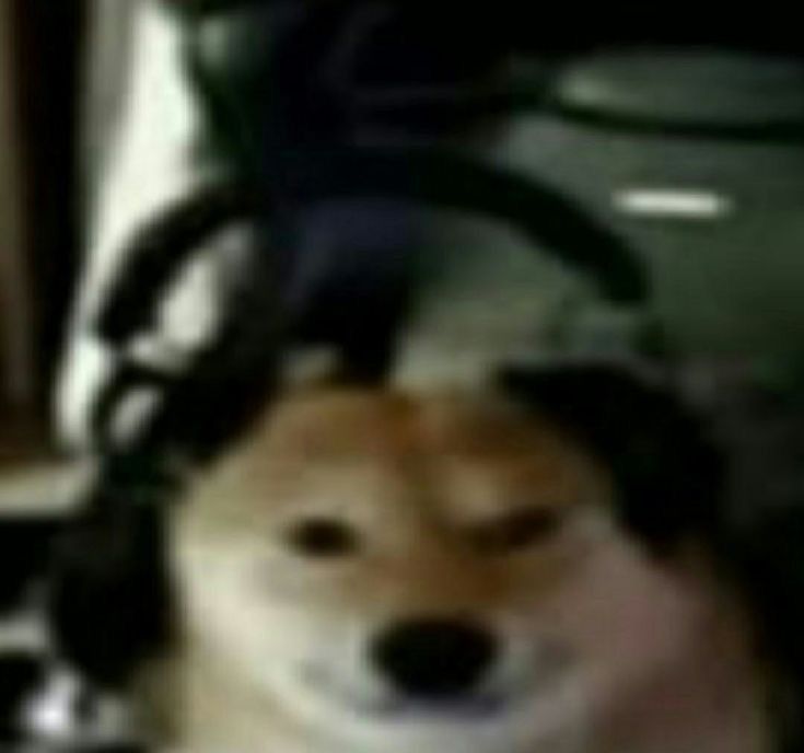 dogi.jpg
