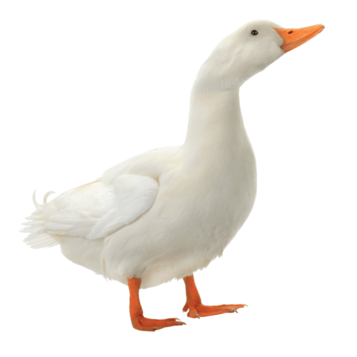 duck-animate-2-500x500.png