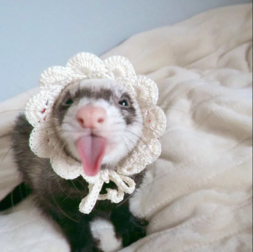 ferret.jpg