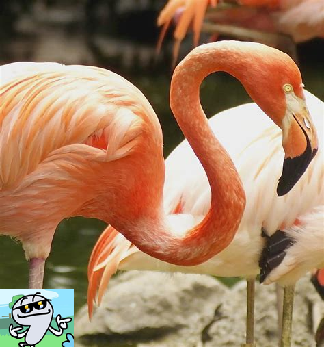 flamingo (1).png