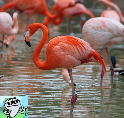 flamingo (2).png