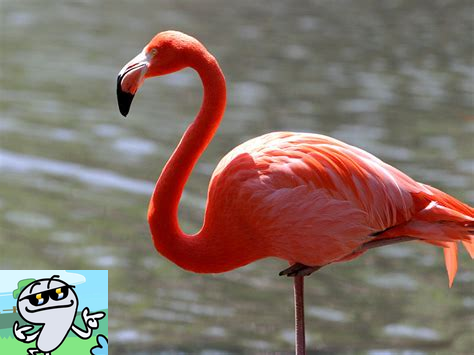 flamingo (3).png