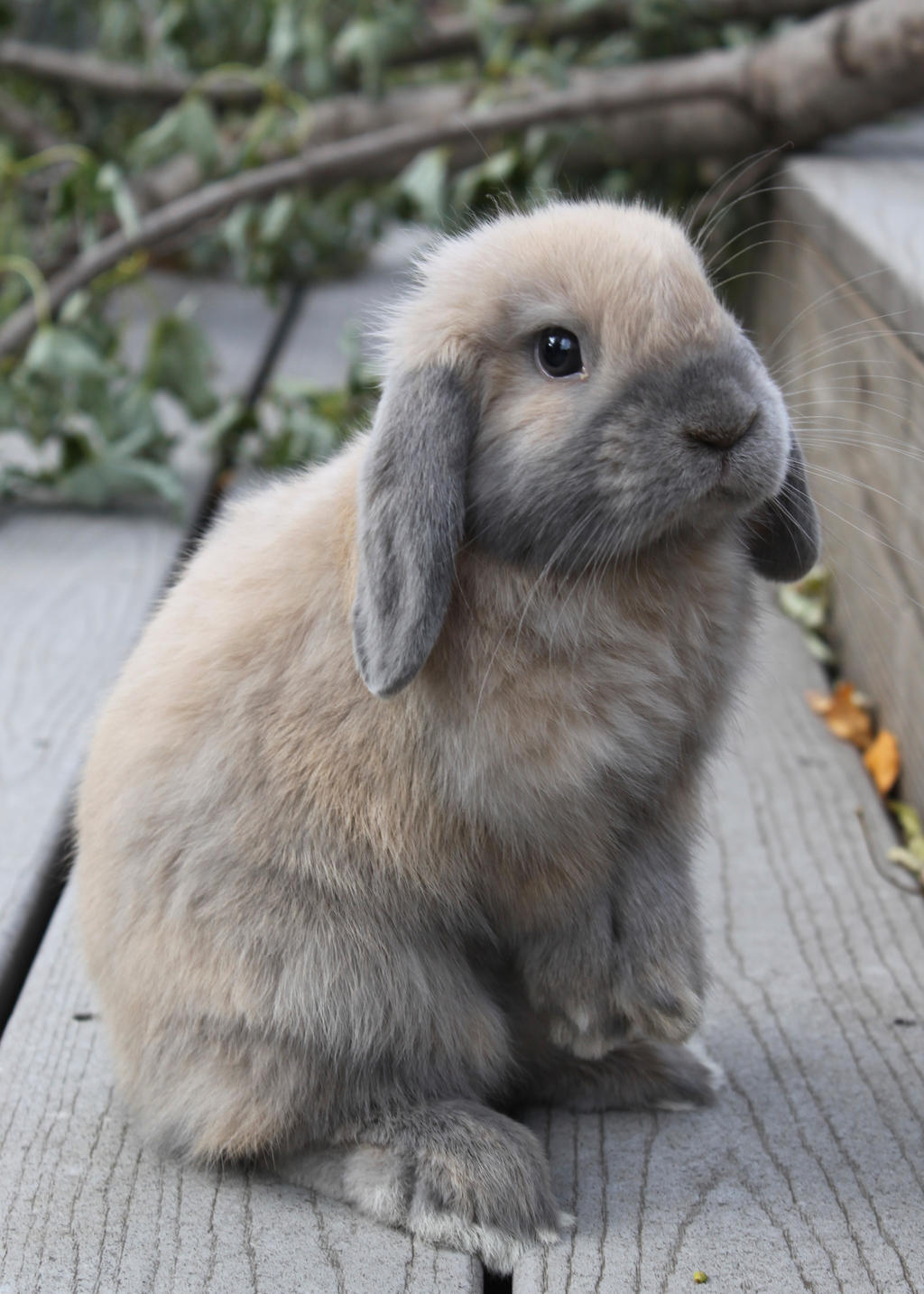 floppy_eared_bunny_by_laurabarwick_d8c5gd9-fullview.jpg