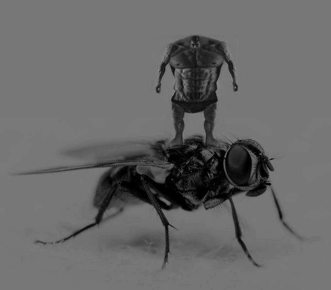 fly.png