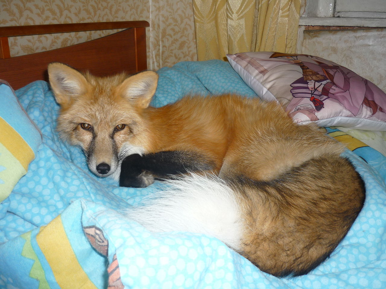 fox.jpeg