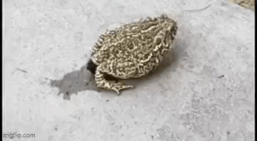 frog-poop.gif