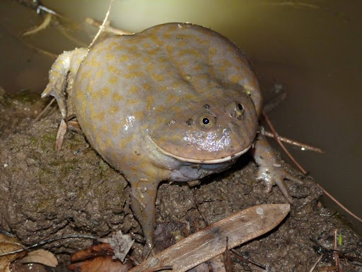 frog2.jpeg