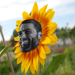 giga sunflower.png
