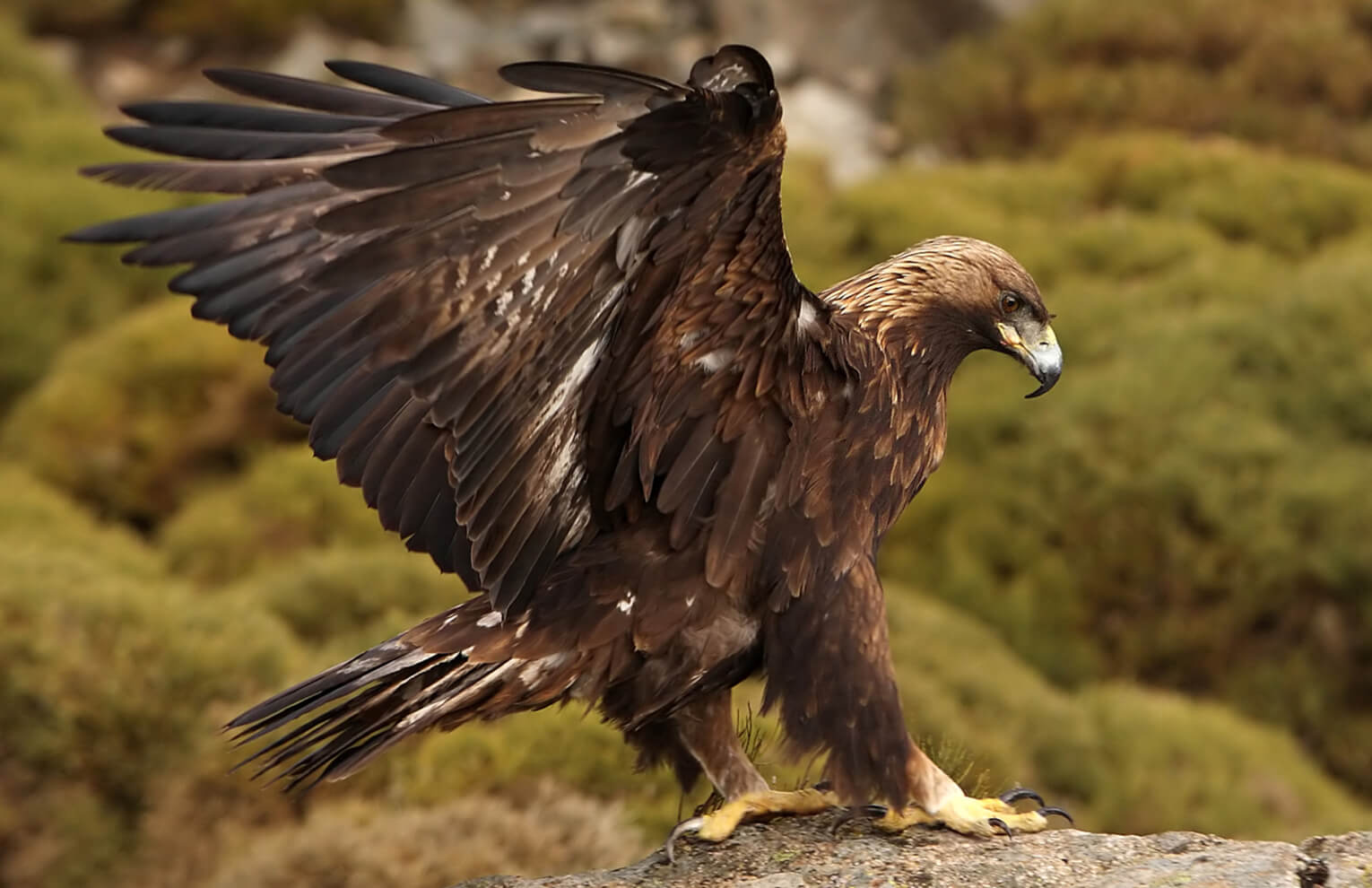 Golden-Eagle_Jesus-Giraldo-Gutierrez-Shutterstock.jpg