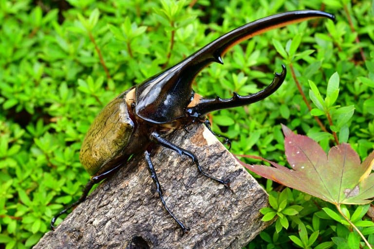 hercules-beetle-facts.jpg