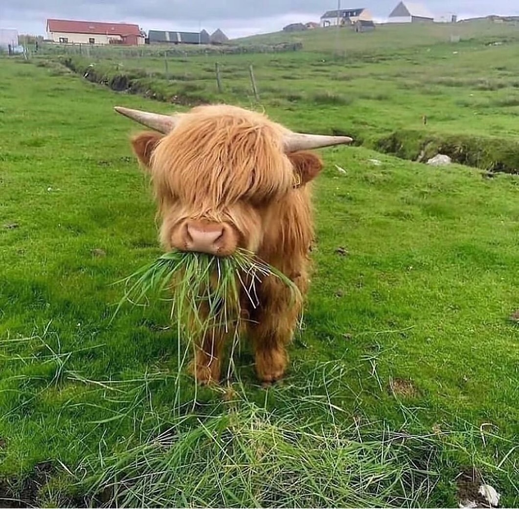 highland.jpg