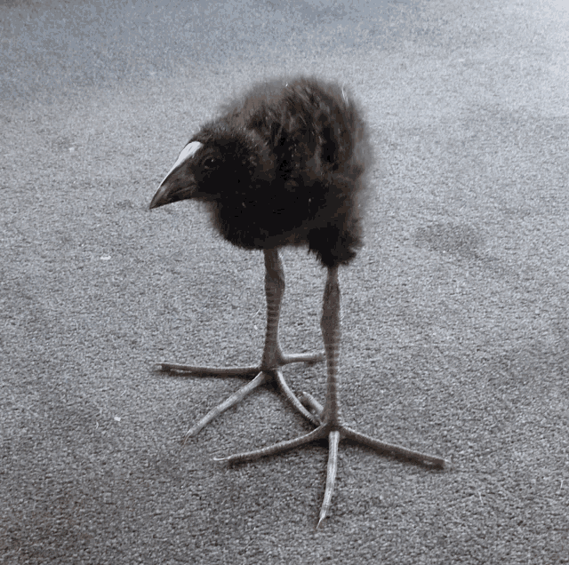 IMG_8302.gif