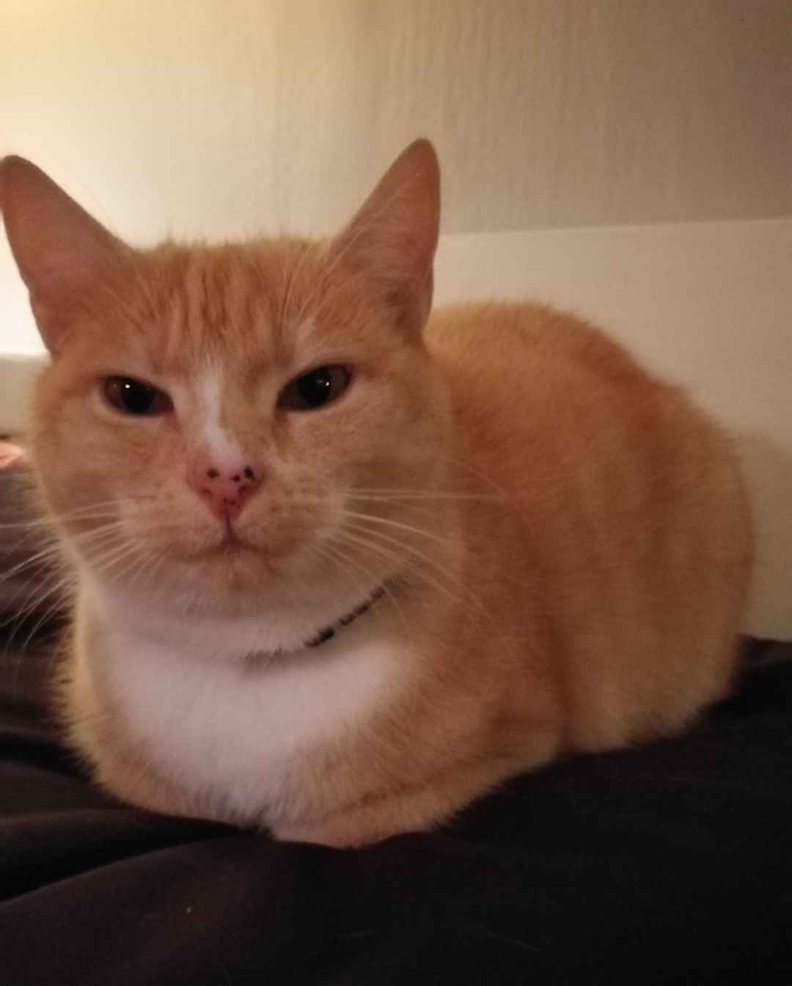 katt.png