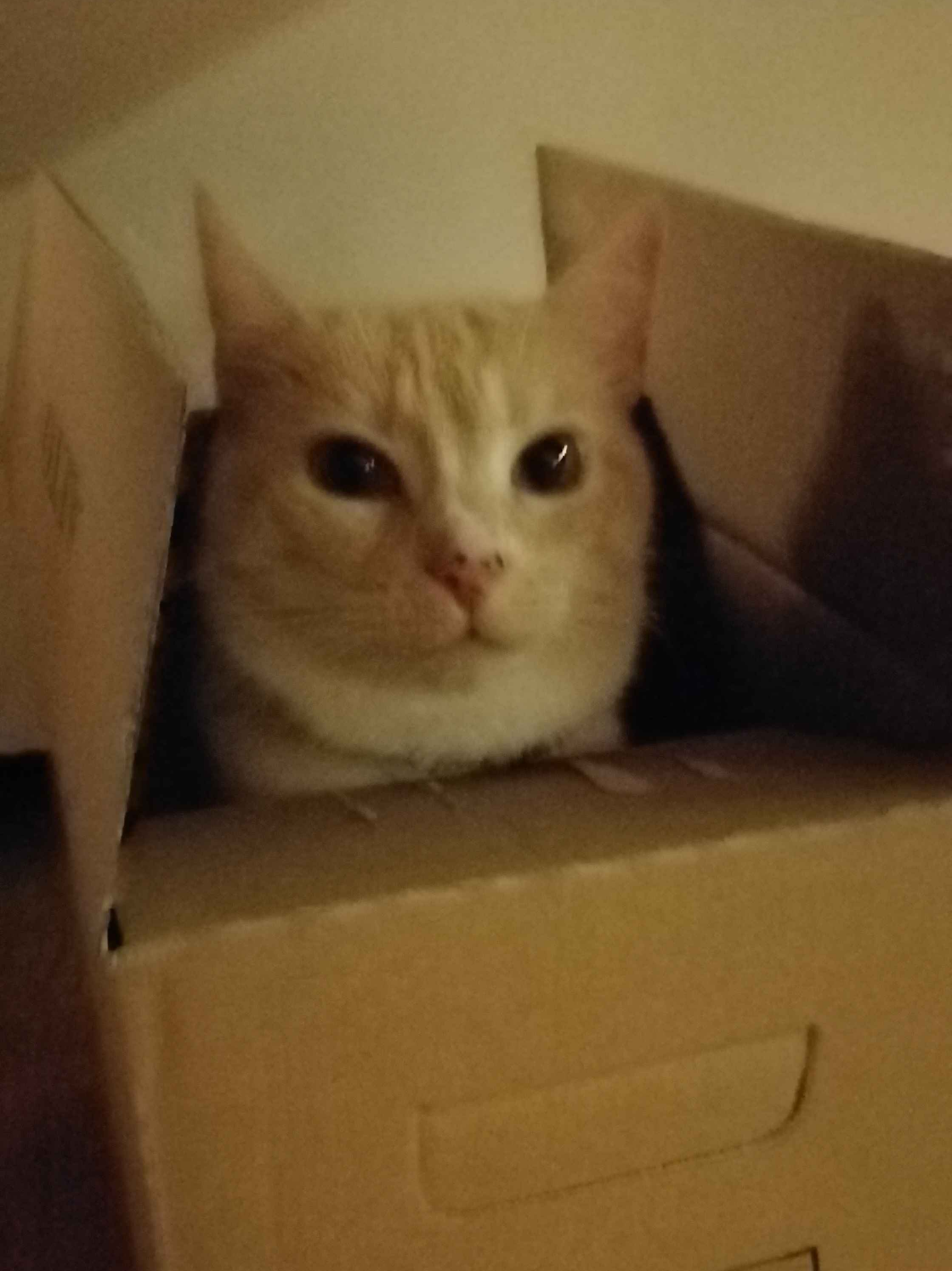 katt2.png