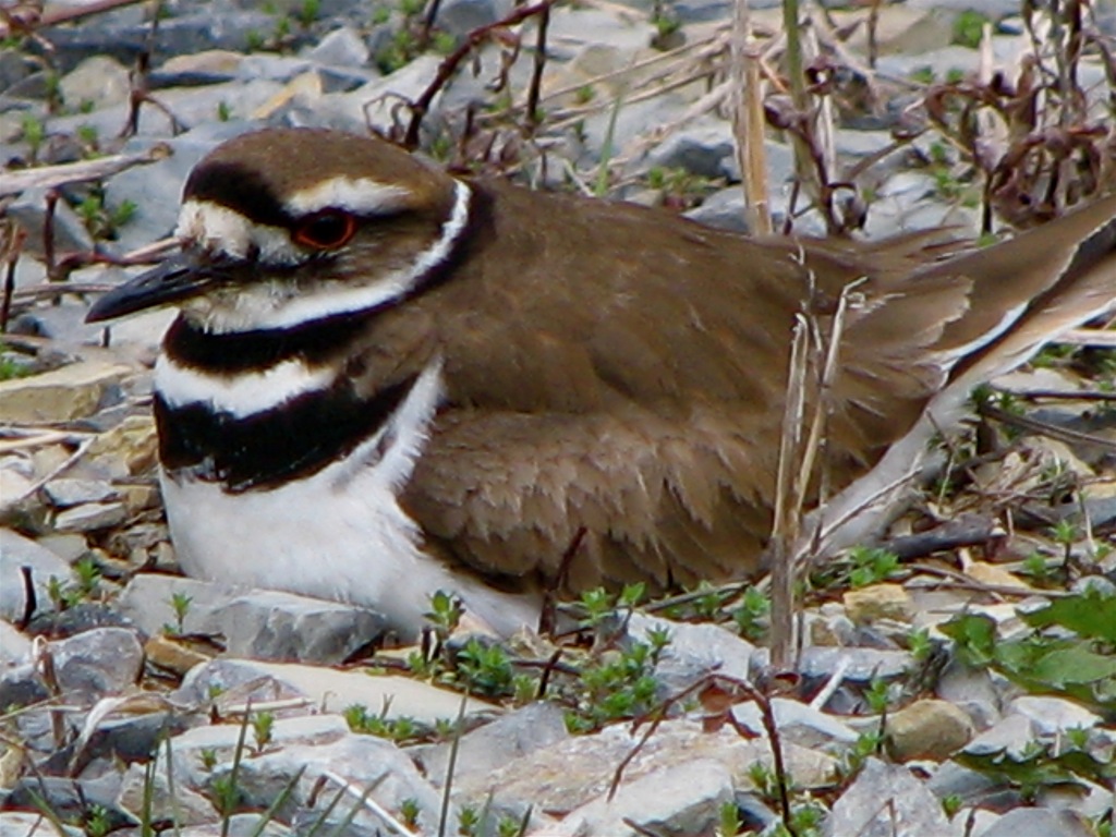 Killdeer_(Charadrius_vociferus)_-female_on_nest.jpg