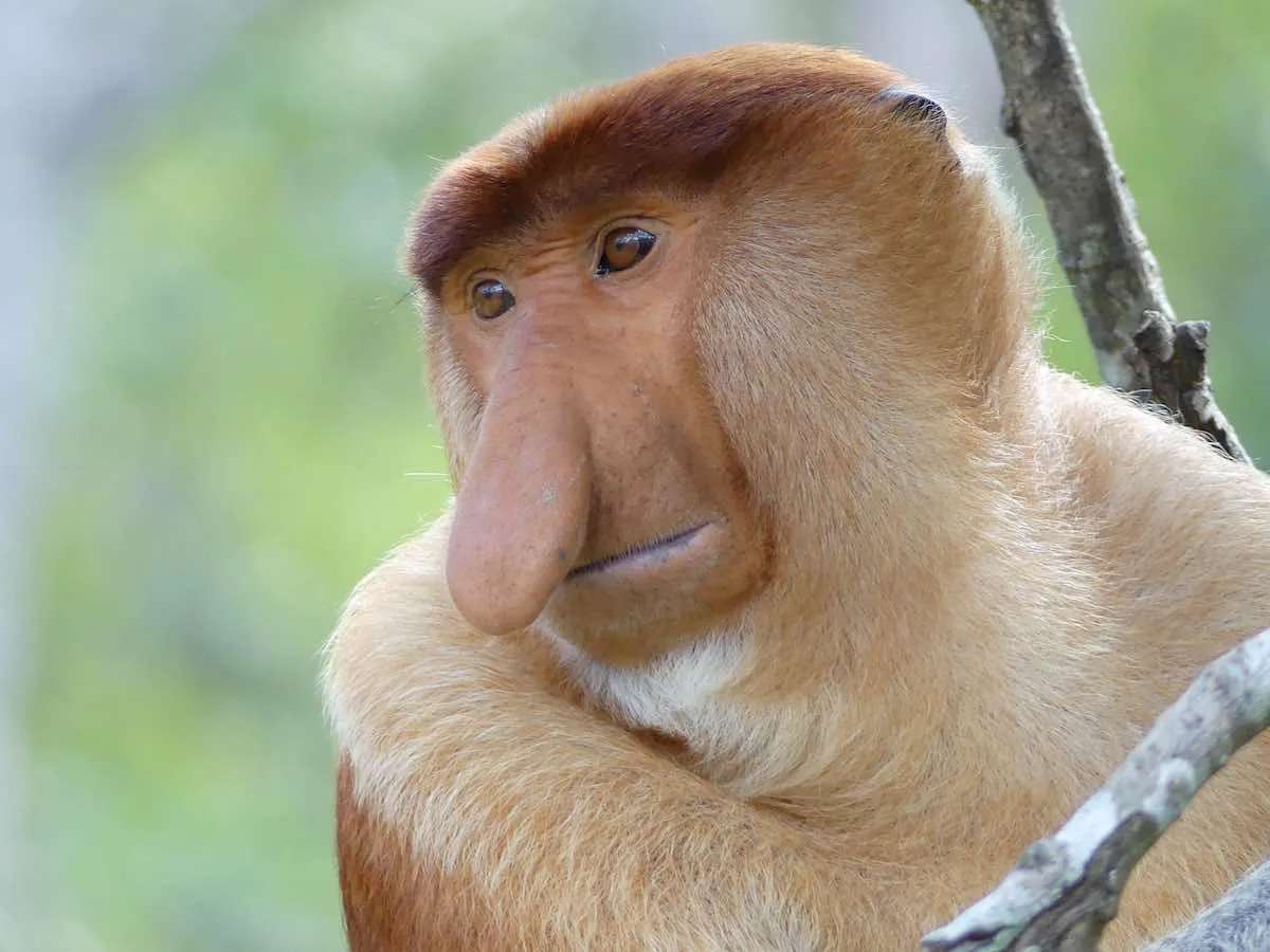 labuk-bay-proboscis.jpg
