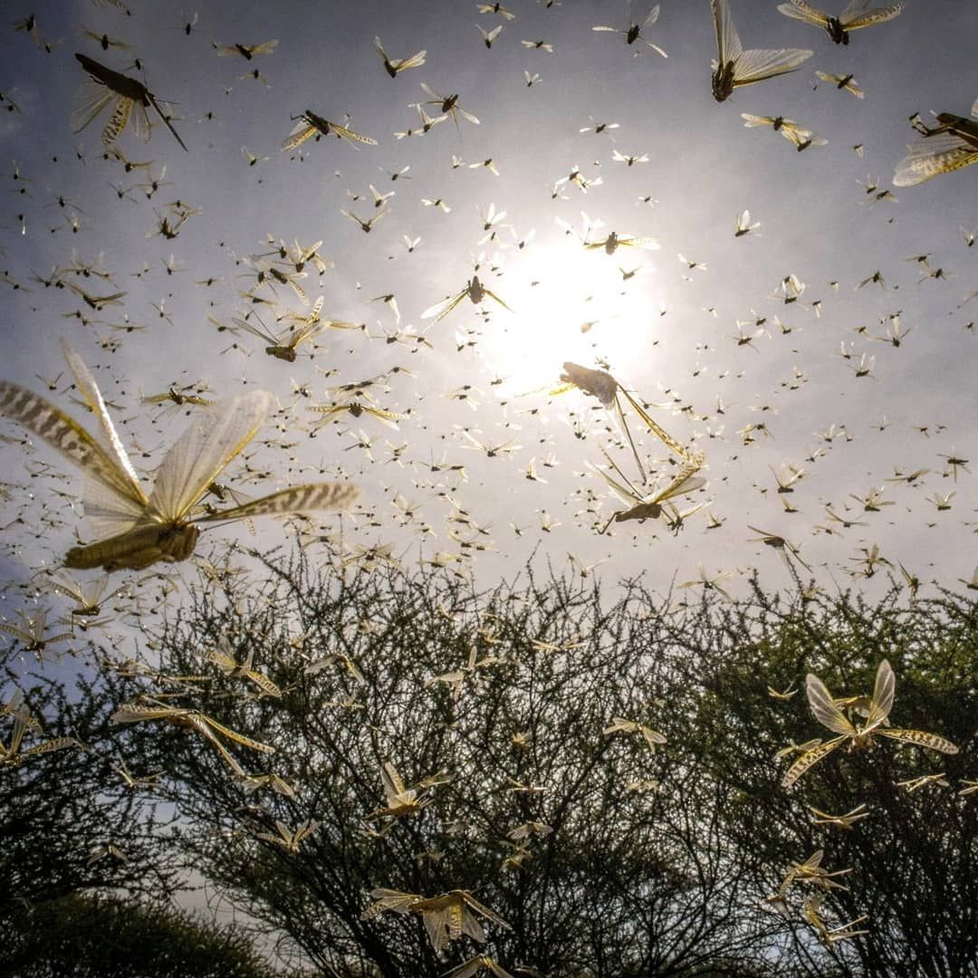 locust-33.jpg