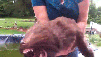mildly upset dog.gif