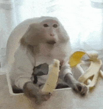 monkey eating banana.gif